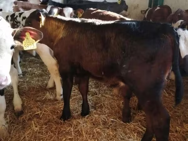 Bovini (lotto, sesso non specificato), Bovini