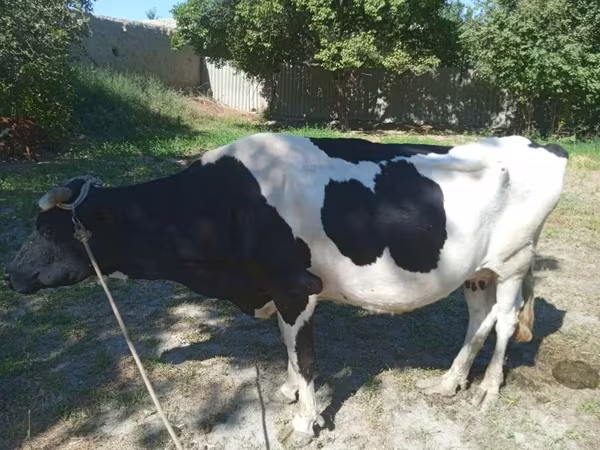 গাভী, Russian Black pied cattle
