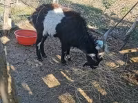 Jarac, Pomellata goat — fotografija 2