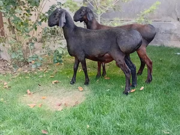 مینڈھا, Arashan sheep