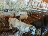 گوسفند (گروه، جنسیت مشخص نشده), Hissar sheep — عکس 4