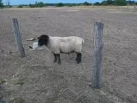 قوچ, White Suffolk sheep — عکس 1