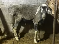 Widder, Rhon sheep — Foto 5