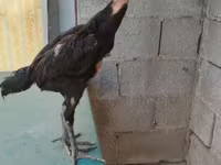 Chickens — عکس 4