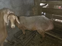 Ovelha, Arashan sheep — foto 2
