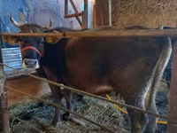 گاو ماده, Russian Black pied cattle — عکس 4