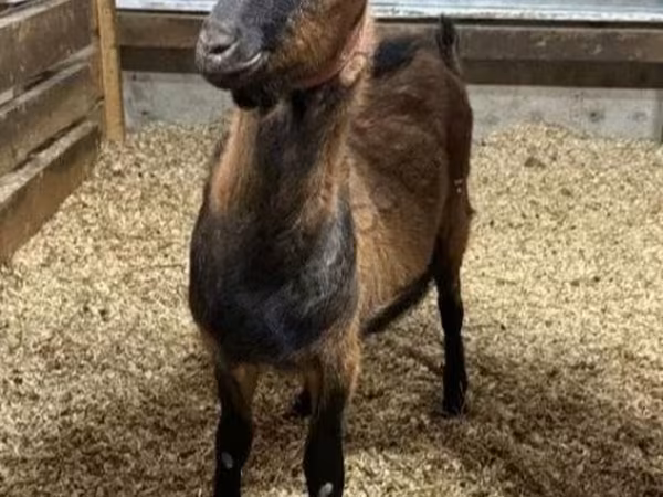 Billy Goat, Alpine goat