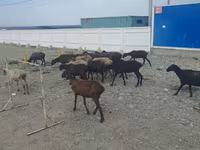 Får, Tian-Shan semifinewool sheep — foto 1