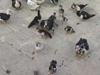 domaća muskovska patka — fotografija 1