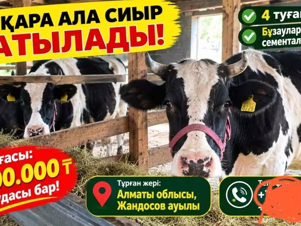 گاو ماده, Russian Black pied cattle