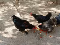 Chickens — รูปภาพ 2