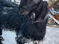 Koza, Nubian Goat — foto 2