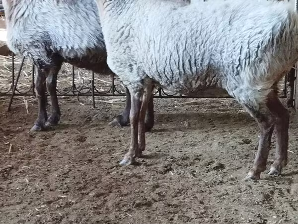 Ovce, Ovce