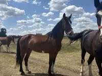 암말, Dutch warmblood horse — 사진 2