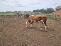 Tyre, Simmental cattle — foto 3