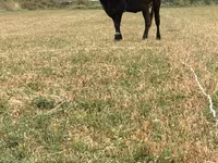 วัวตัวเมีย, Swiss cattle — รูปภาพ 5