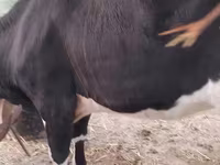 Vacă, Bovine — foto 6