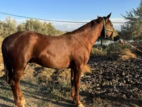 Caballo, Russian Don — foto 4