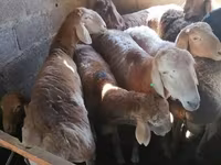 Beran, Rhon sheep — foto 4
