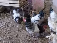Chickens — φωτογραφία 4