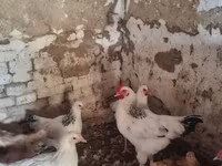 Chickens — 3. fotó
