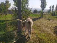 گاو ماده, Simmental cattle — عکس 4