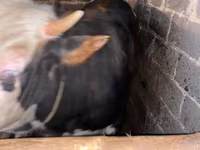 ወንድ በሬ, Kazakh White-headed cow — ፎቶ 3
