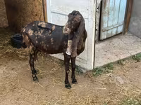 Koza, Kamori goats — foto 4