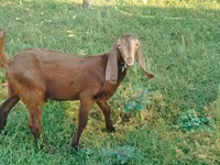 Бузҳо (партия, ҷинс муайян нашудааст), Nubian Goat — акс 2