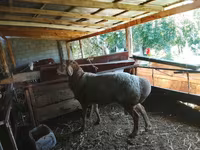 ভেড়ার পাঁঠা, Arashan sheep — ছবি 4