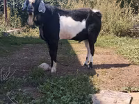Kozel, Kozy — foto 1