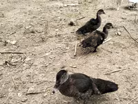 Domestic Muscovy — 2-rasm