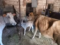 گاو ماده, Simmental cattle — عکس 6