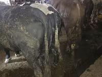 Banteng, Simmental cattle — foto 5