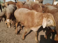 بز نر, Beetal goats — عکس 7