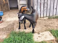Kozel, Nubian Goat — foto 6