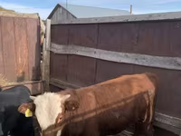Cattle (batch, sex not specified), Hereford — photo 1