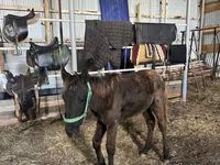 Cavallo, Cavalli — foto 5