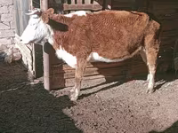 Mucca, Latvian Blue cattle — foto 2