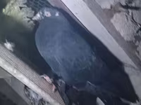 母猪, Pigs — 照片 3