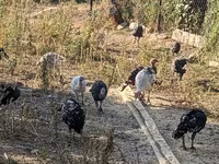 Turkeys — ছবি 2