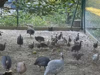 Guinea fowl — الصورة 7