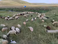 Хонь, Balbas sheep — 5 зураг