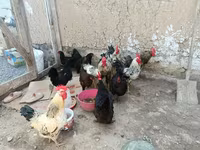 Chickens — zdjęcie 5