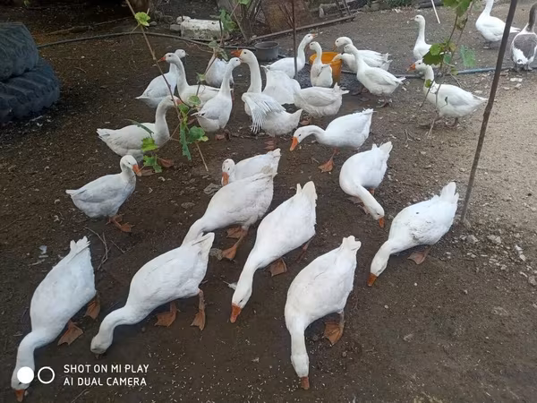 Geese