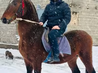 Асп, Arabian horse — акс 3