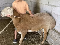 Montone, Arashan sheep — foto 3