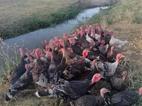 Turkeys — fotografija 2
