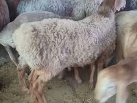 میش, گوسفند — عکس 6