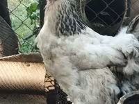 Brahma — photo 1